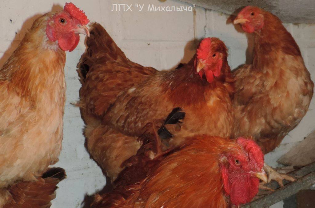 Породы кур с голубыми яйцами: описание, фото, содержание и уход