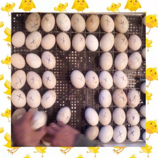 Какие яйца закладывать в инкубатор: как хранить