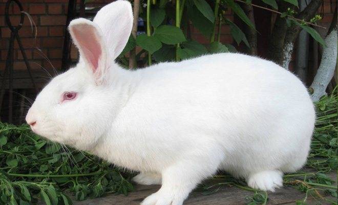 ᐉ белый паннон - описание кролика, особенности содержания и разведения - zooon.ru