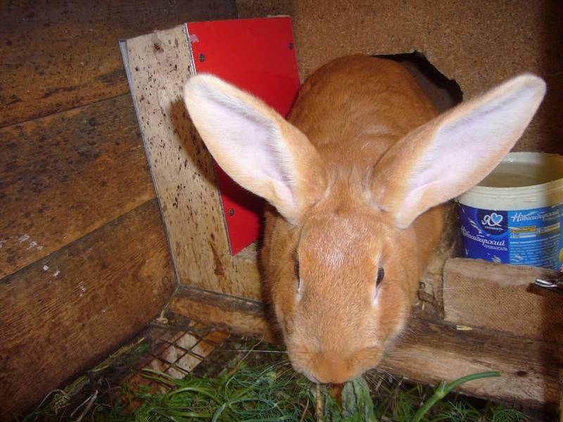 Белые и красные кролики Новозеландской породы: кормление, содержание, разведение