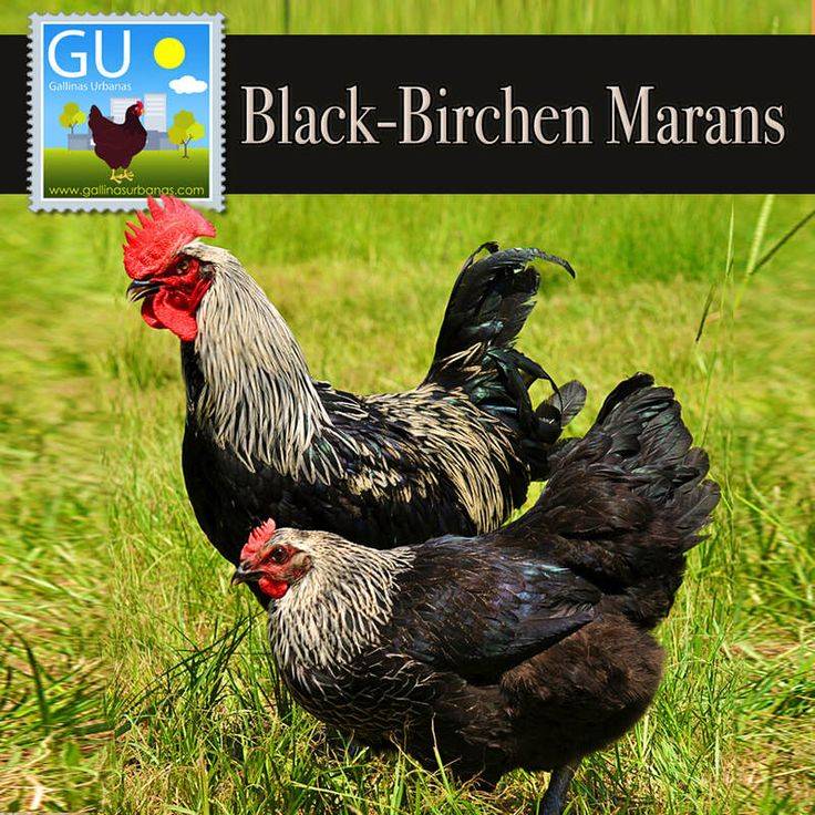 Маран черно-медный: описание и характеристика породы кур