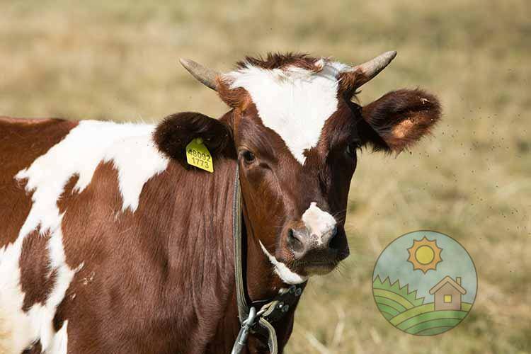 Йоркширская порода коров и быков: достоинства и основные характеристики