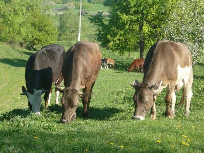 Швицкие коровы – древнейшая порода смешанного крс
