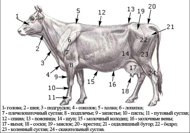Копыто коровы: фото, строение, болезни и лечение копыт у крс