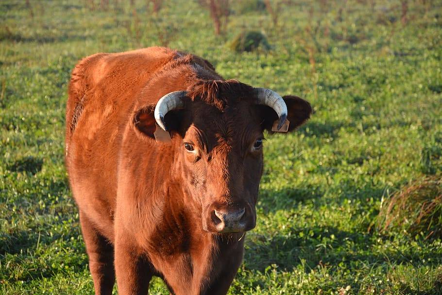 Красногорбатовская порода коров: описание и характеристика
