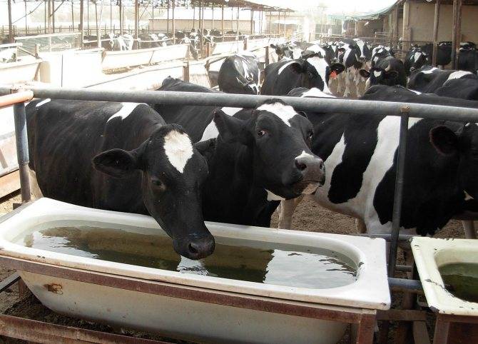 Как смастерить поилку для коров?
