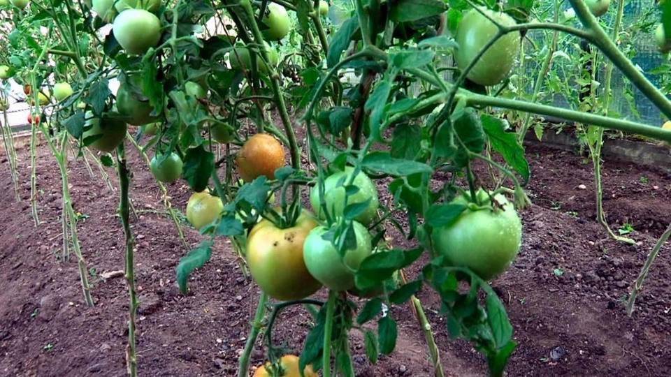 Скоростное дозревание помидоров и 5 главных ошибок — agroxxi
