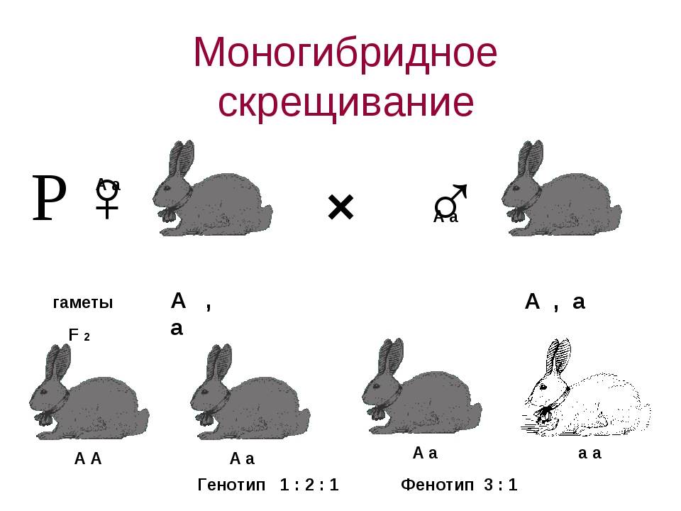 Скрещивание пород кроликов таблица. схема скрещивания кроликов