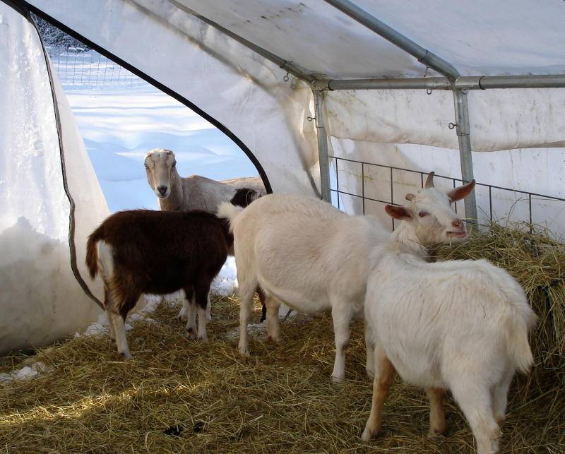 Кормление коз зимой – рацион, правильные корма дойным и сукозным
