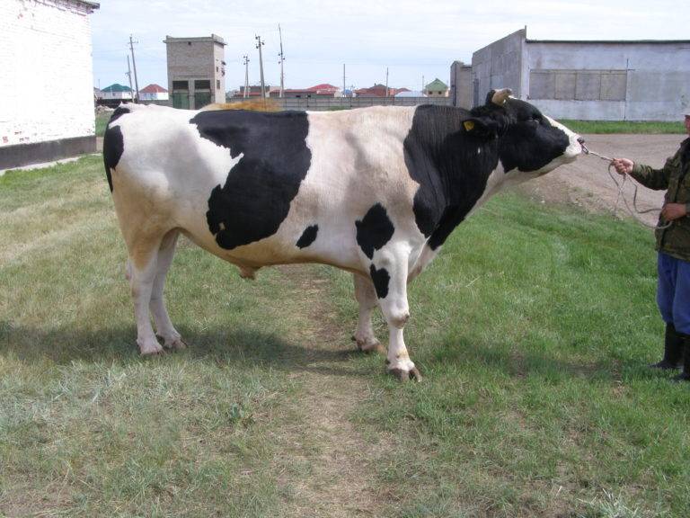 Голштинская порода коров: описание, разведение, фото