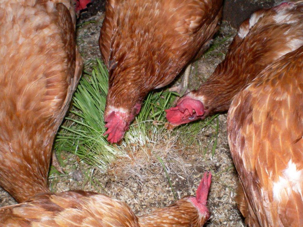 Чем и как кормить кур несушек - птичий двор