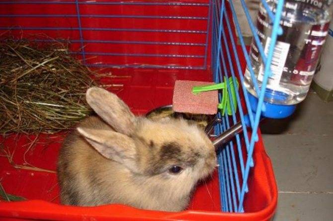Содержание и уход за кроликами в домашних условиях