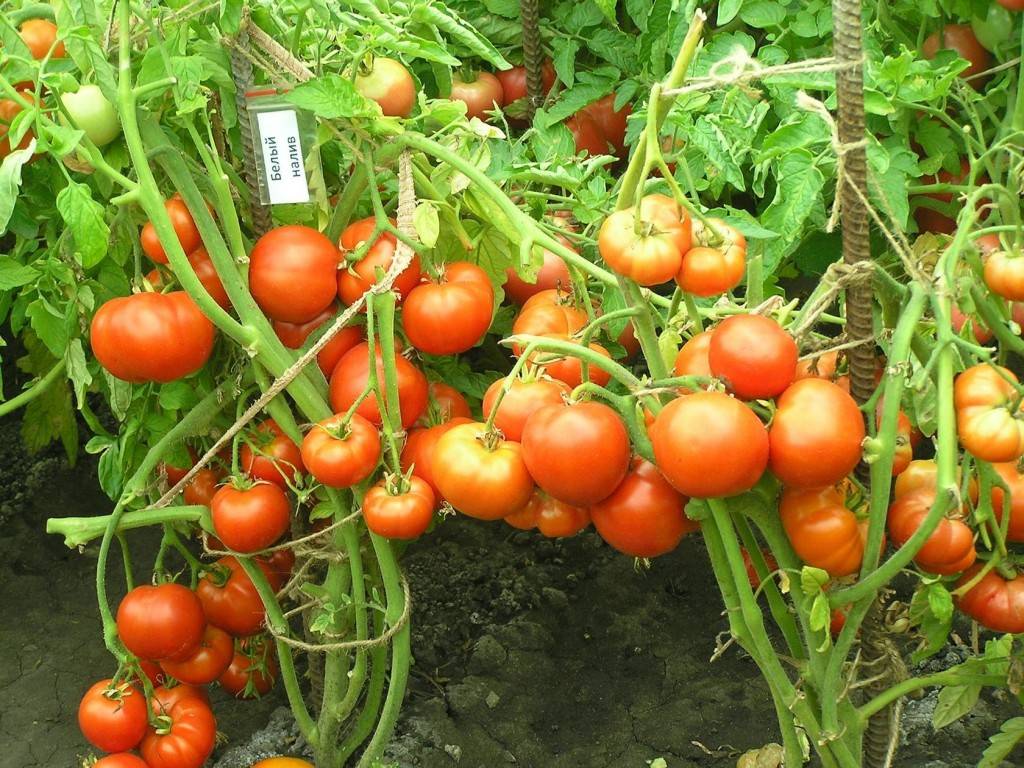 Описание и характеристики сорта томатов белый налив: как посадить и ухаживать