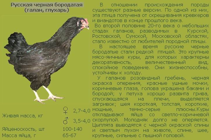 Московская черная порода кур: описание породы, фото