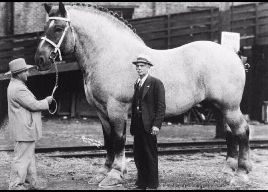 Самая большая лошадь в мире фото - topkin | 2021