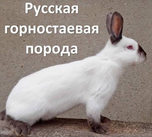 Порода кроликов русский горностаевый