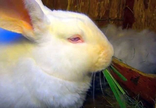 ✅ можно ли кормить кроликов картошкой (вареной, сырой): польза и вред, особенности рациона - tehnoyug.com