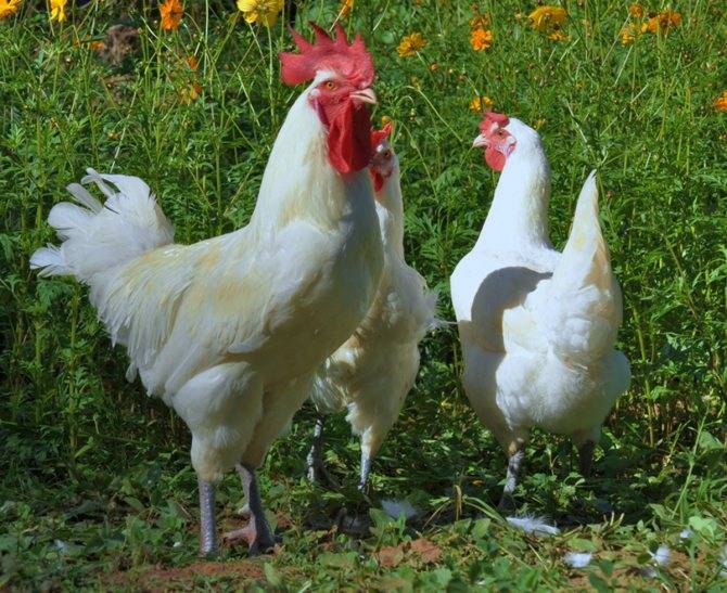 Описание и продуктивность Бресс-Гальской породы кур