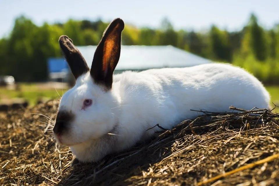 Русский горностаевый кролик: внешний вид, продуктивность, содержание и разведение