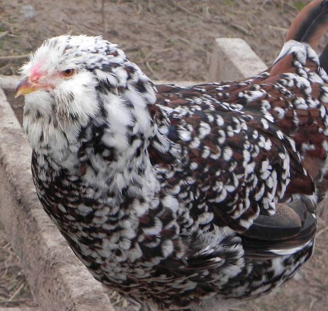 Ливенская порода кур: описание внешнего вида, характеристики, фото