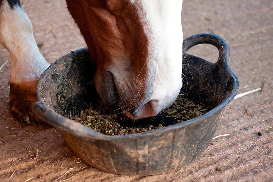 Как составить рацион кормления лошади с учетом энергетических затрат?