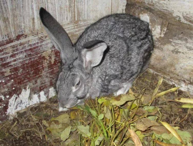 Кролики-гиганты: породы и особенности разведения ао "витасоль"