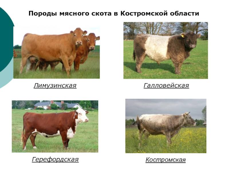 Мясные породы быков: особенности и показатели продуктивности.