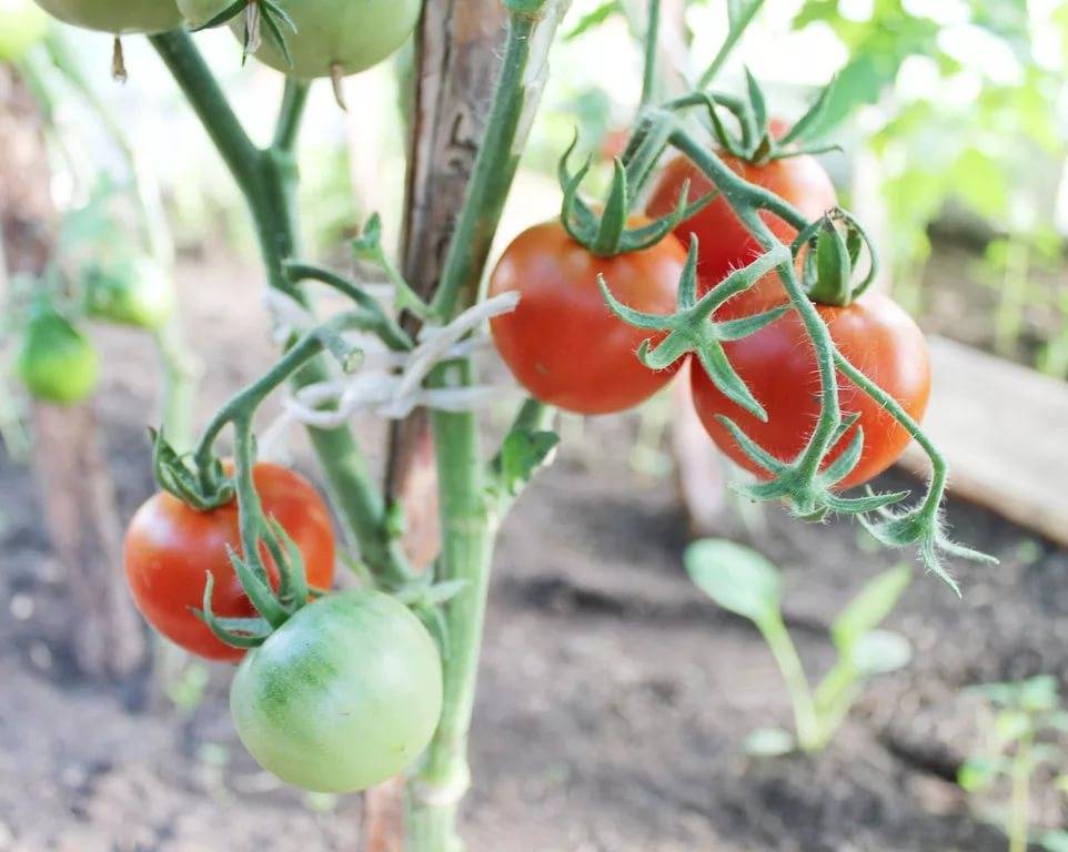 Томат лабрадор — характеристика и описание сорта, фото, урожайность, отзывы овощеводов