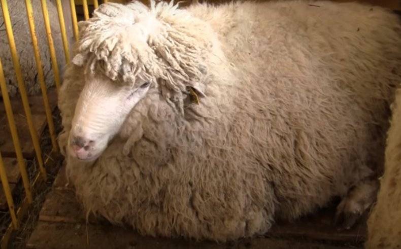 Описание и характеристика овец куйбышевской породы, правила содержания
