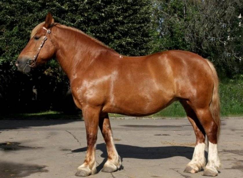 Лошади тяжеловозы: породы коней тяжеловесов, фото, описание