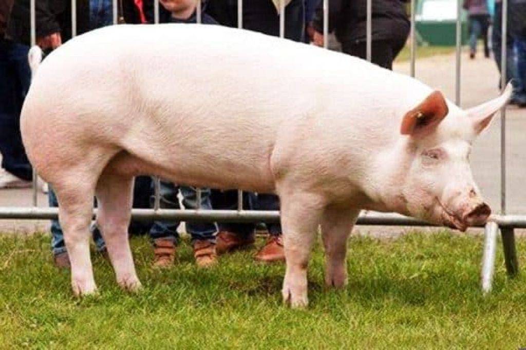 Порода свиней йоркшир: описание, содержание и уход