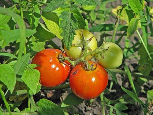 Томат лабрадор: характеристика и описание сорта. томат лабрадор: отзывы, фото, урожайность, секреты выращивания