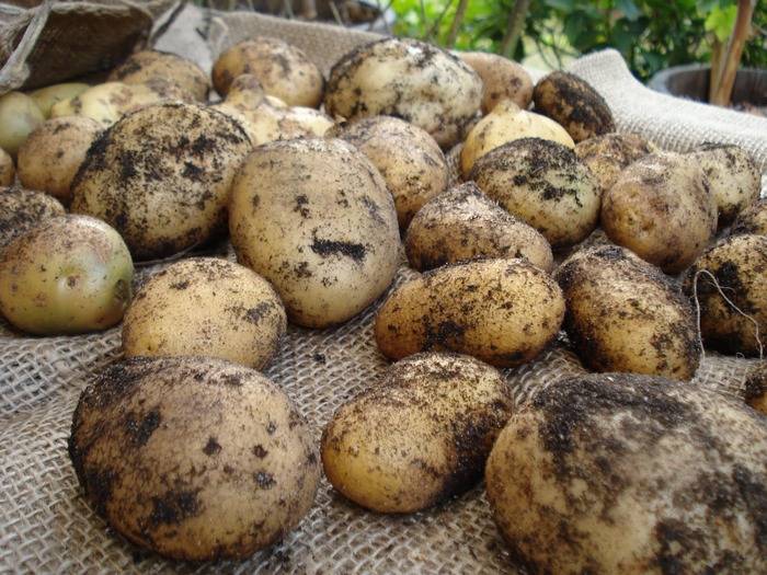 Картофель импала: описание сорта с фото и видео