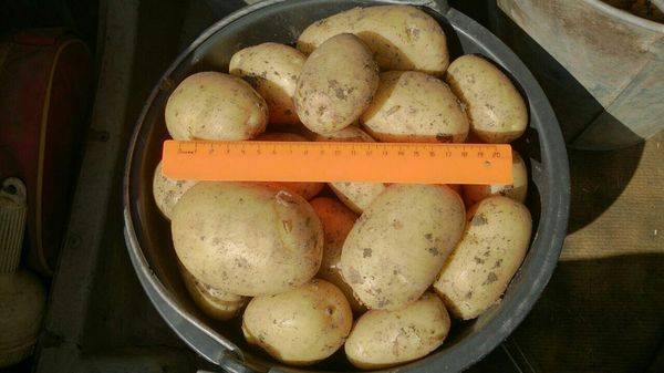 Картофель "невский": описание и характеристика сорта, фото, отзывы