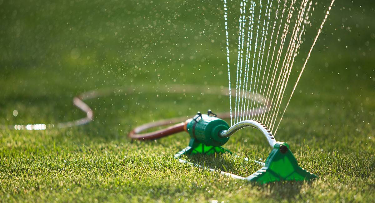 Уход за рулонным газоном: как ухаживать после укладки, как часто нужно поливать весной и летом, первая стрижка газона