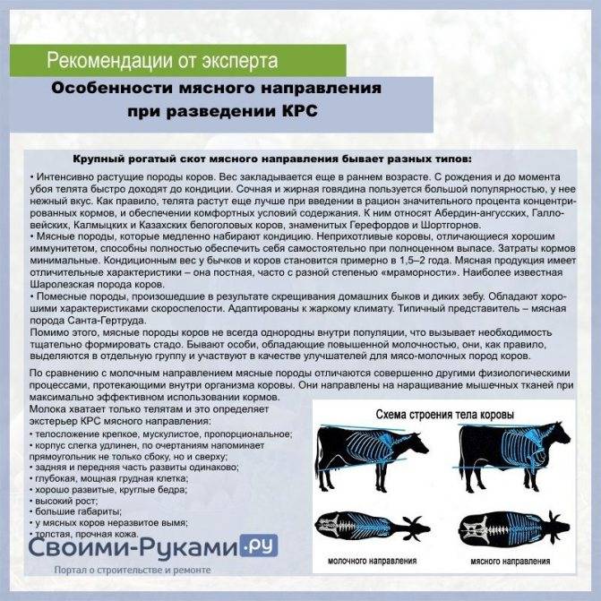 Казахская белоголовая порода коров: описание, характеристика продуктивности