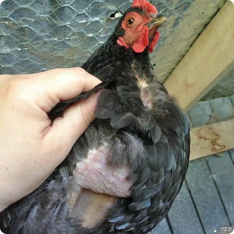 Как петух оплодотворяет курицу: схема размножения кур