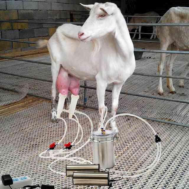 Как выбрать доильный аппарат для козы. дойка коз аппаратом
