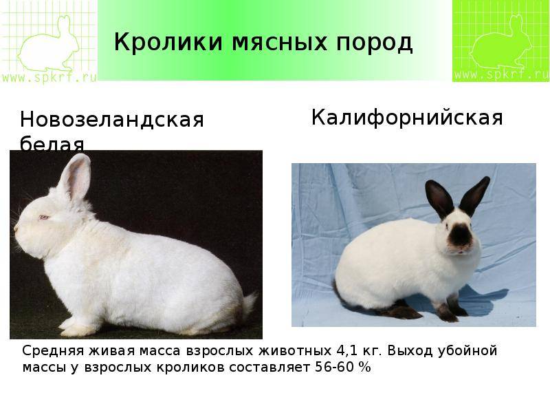 Породы кроликов: с описанием, фото, характеристиками