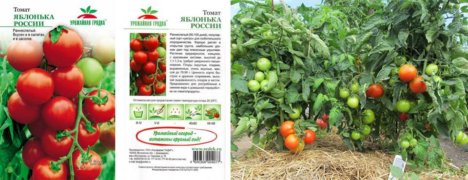 Томат яблонька россии: отзывы, описание, выращивание, урожайность, характеристики с фото