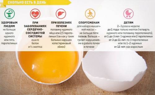 Куриные яйца- польза и вред, количество белков, жиров, углеводов и витаминов