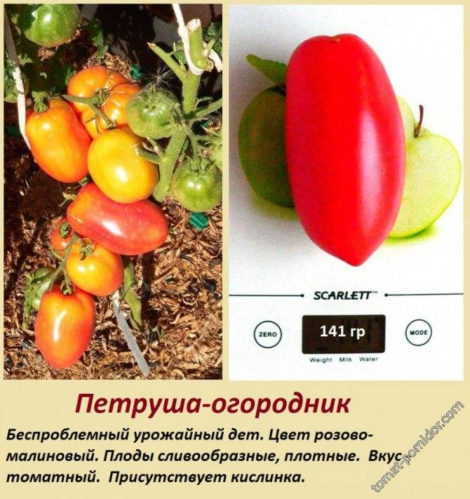 Томат петруша огородник: характеристика и описание сорта, урожайность с фото
