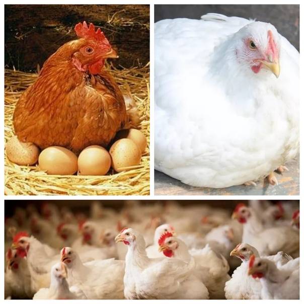 Разведение цыплят с инкубатором или наседкой плюсы и минусы