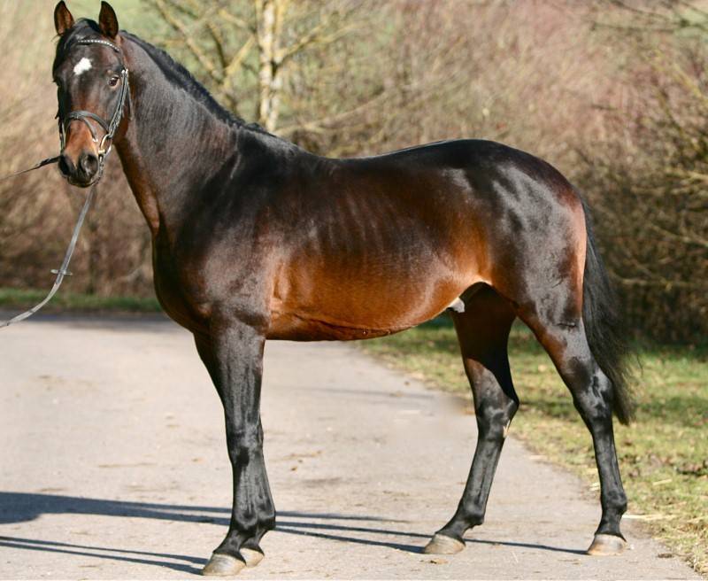 Ганноверская порода лошадей: описание и особенности разведения, цена