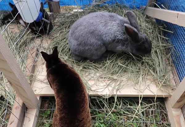 Почему кусается декоративный кролик: причины и их устранение | огородники