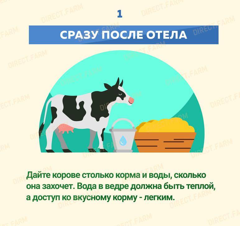 Когда можно пить молоко после отела коровы: через сколько времени, как правильно раздоить корову