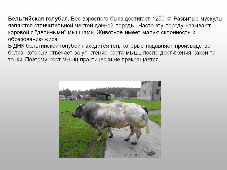 Бельгийская голубая корова: фото мясной породы, описание и уход