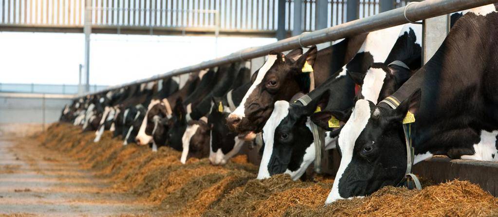 Кормление коров – нормы и рационы для крс 2021