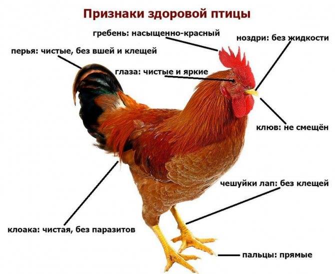 Как определить возраст курицы: признаки и отличия старой птицы от молодой, узнаем по внешнему виду