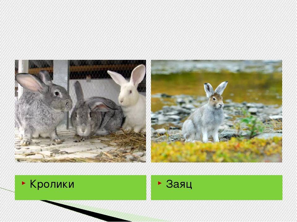 Чем отличается заяц от кролика: сходство, отличие и характеристики :: syl.ru